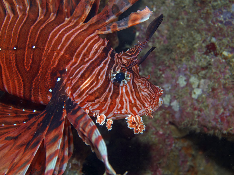 Lion Fish, Monkey Beach Wreck